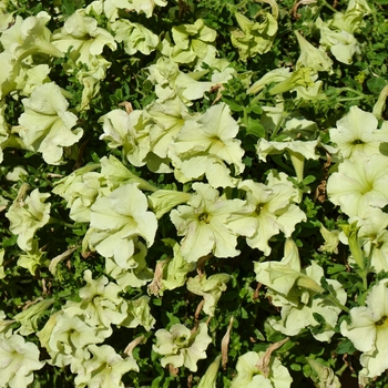 Petunia - 'Sophistica® Lime Green'