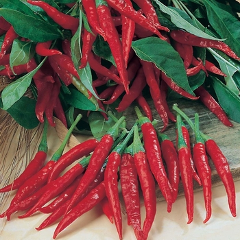 Capsicum annuum 'Thai Hot' (Pepper) - Thai Hot Pepper