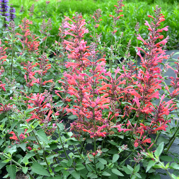 Agastache (Hummingbird mint) - Kudos&trade; 'Coral'