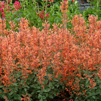 Agastache 'Mandarin' PP25381 (Hummingbird mint) - Kudos™ Mandarin