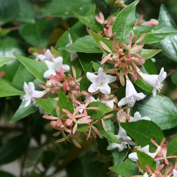 Abelia x grandiflora 'Little Richard' (Glossy Abelia) - Little Richard Glossy Abelia