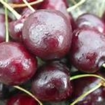 Prunus avium - 'Regina™' Sweet Cherry