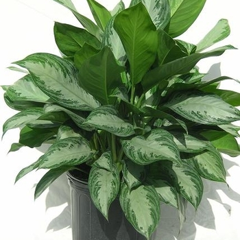 Aglaonema 'Silver Bay' (Chinese Evergreen) - Silver Bay Chinese Evergreen Aglaonema 'Silver Bay' (Chinese Evergreen) - Silver Bay Chinese Evergreen