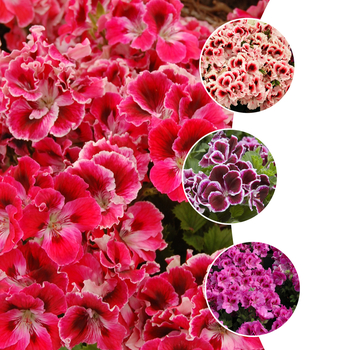 Pelargonium x domesticum - Regal Geranium