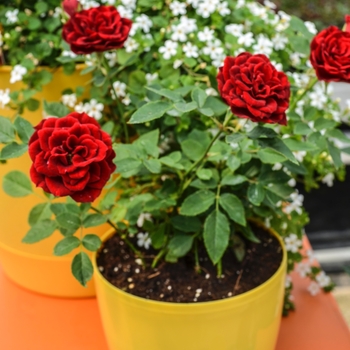 Rosa (Rose) - Sunblaze® Red