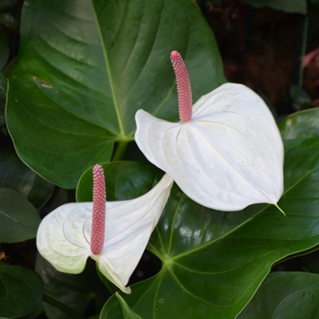 Anthurium 'White Heart' (Flamingo Flower) - White Heart Flamingo Flower Anthurium 'White Heart' (Flamingo Flower) - White Heart Flamingo Flower