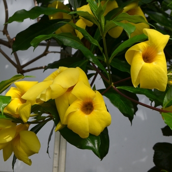 Allamanda neriifolia (Bush Allamanda) - Bush Allamanda Allamanda neriifolia (Bush Allamanda) - Bush Allamanda