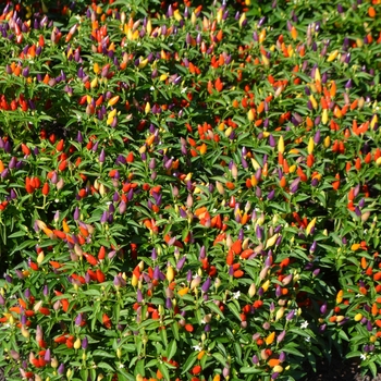 Capsicum annuum - 'Numex Twilight' Ornamental Pepper Capsicum annuum - 'Numex Twilight' Ornamental Pepper
