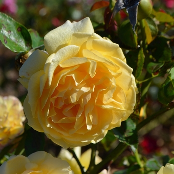 Rosa - 'Julia Child&trade;' Rose