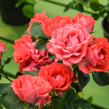 Rosa 'Meidrifora' PP19148, CPBR 4871 (Rose) - Coral Drift® Rose Rosa 'Meidrifora' PP19148, CPBR 4871 (Rose) - Coral Drift® Rose