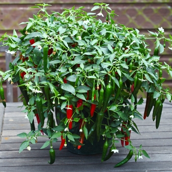 Capsicum annuum - 'Cayennetta' Chili Pepper Capsicum annuum - 'Cayennetta' Chili Pepper