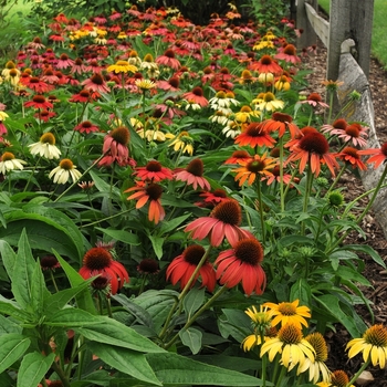 Echinacea 'Cheyenne Spirit' (Coneflower) - Cheyenne Spirit Coneflower