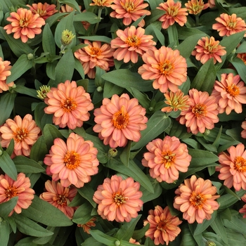 Zinnia - Profusion 'Double Deep Salmon'