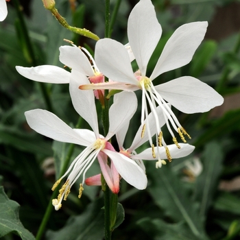 Gaura lindheimeri 'Sparkle White' (Gaura) - Sparkle White Gaura