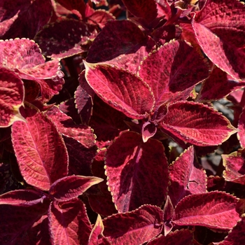 coleus - Wizard® 'Velvet Red'