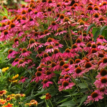 Echinacea purpurea - 'PowWow Wild Berry' Coneflower