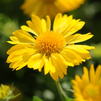 Gaillardia x grandiflora (Blanket flower) - Mesa&trade; Yellow