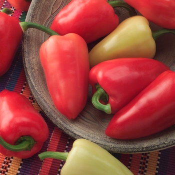 Capsicum annuum - 'Mariachi' Chile Pepper Capsicum annuum - 'Mariachi' Chile Pepper