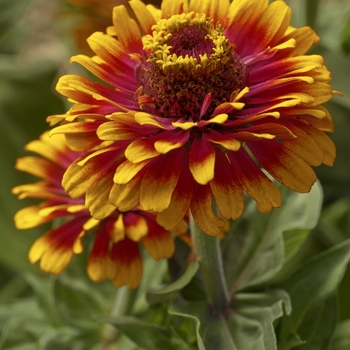 Zinnia elegans - 'Zowie! Yellow Flame'