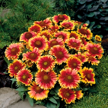 Gaillardia 'Arizona Sun' (Blanket Flower) - Arizona Sun Blanket Flower