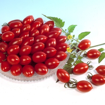 Lycopersicon esculentum - 'Sugary' Tomato