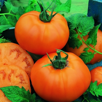 Lycopersicon esculentum - 'Chef's Choice Orange' Tomato, beefsteak