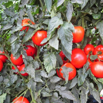Lycopersicon esculentum - 'Mountain Merit' Tomato Lycopersicon esculentum - 'Mountain Merit' Tomato