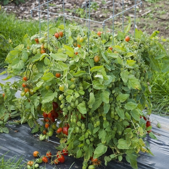 Lycopersicon esculentum - 'Fantastico' Tomato, Grape