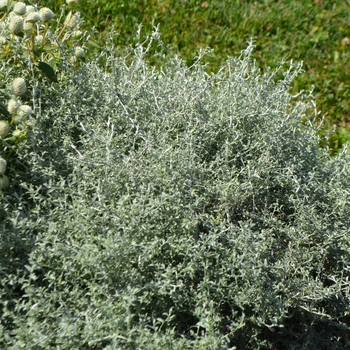 Helichrysum petiolare - 'Silver Star' Licorice Plant