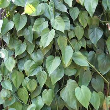 Philodendron cordatum (Philodendron) - Philodendron