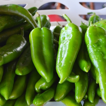 Capsicum annuum - 'Anaheim' Chili Pepper Capsicum annuum - 'Anaheim' Chili Pepper