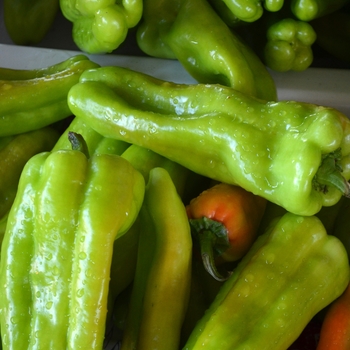 Capsicum annuum - 'Cubanelle' Pepper Capsicum annuum - 'Cubanelle' Pepper