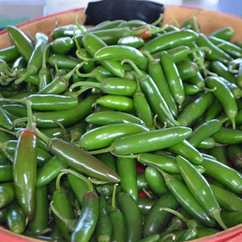 Capsicum annuum - 'Serrano' Chile Pepper Capsicum annuum - 'Serrano' Chile Pepper