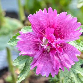 Alcea rosea 'Queeny Purple' (Hollyhock) - Queeny Purple Hollyhock Alcea rosea 'Queeny Purple' (Hollyhock) - Queeny Purple Hollyhock