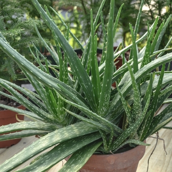 Aloe barbadensis (Aloe vera) - Aloe vera