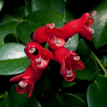 Aeschynanthus lobbianus (Lipstick Plant) - Lipstick Plant Aeschynanthus lobbianus (Lipstick Plant) - Lipstick Plant