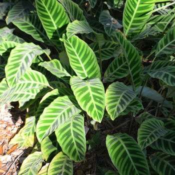 Calathea zebrina - Zebra Plant Calathea zebrina - Zebra Plant