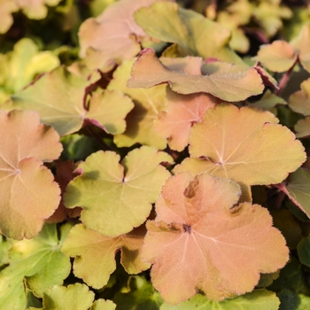 Heuchera 'Caramel' (Coral Bells) - Caramel Coral Bells