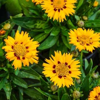 Coreopsis grandiflora (Tickseed) - 'Sunfire'