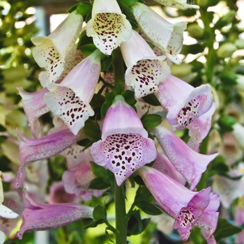 Digitalis purpurea (Foxglove) - Camelot&trade; 'Lavender'