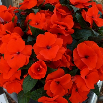 Impatiens - 'Magnum Fire' New Guinea Impatiens