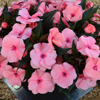 Impatiens - 'Magnum Pink' New Guinea Impatiens