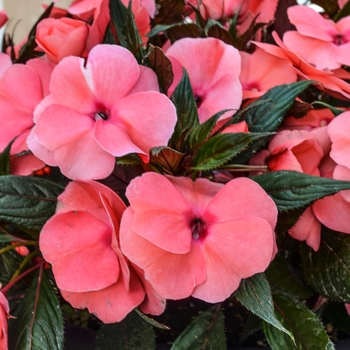Impatiens - 'Magnum Salmon' New Guinea Impatiens