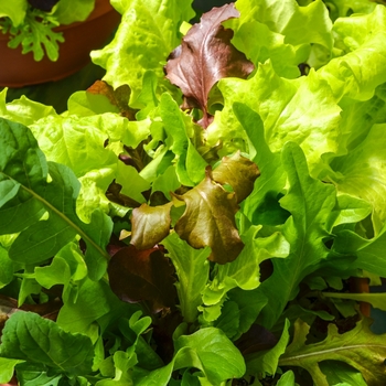 Lactuca sativa - 'City Garden Lettuce Mix' City Garden Lettuce Mix Lactuca sativa - 'City Garden Lettuce Mix' City Garden Lettuce Mix