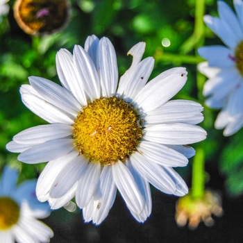 Leucanthemum x superbum 'Snow Lady' (Shasta Daisy) - Snow Lady Shasta Daisy