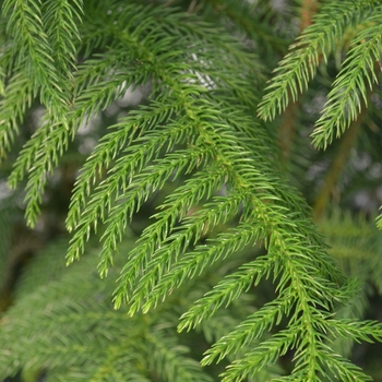 Araucaria heterophylla - Norfolk Island Pine