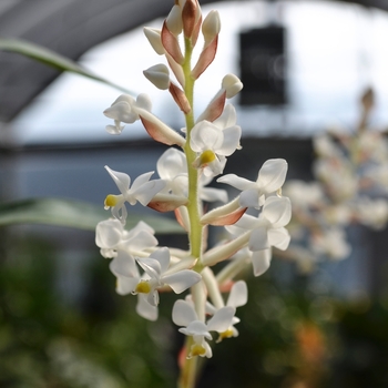 Ludisia discolor (Jewel Orchid) - Jewel Orchid