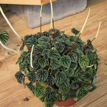 Peperomia caperata (Radiator Plant) - Radiator Plant