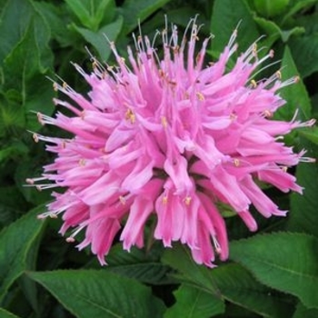 Monarda didyma PP22136 - Grand Mum™ Bee Balm