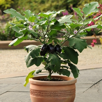 Solanum melongena - 'Patio Baby' Eggplant